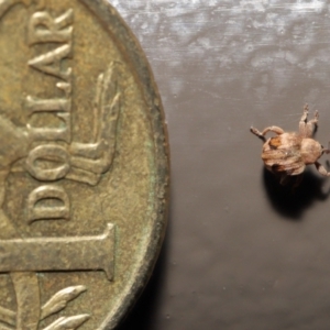 Curculionidae (family) at Acton, ACT - 25 May 2021