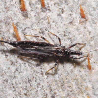 Idolothrips spectrum (Giant thrips) at ANBG - 25 May 2021 by TimL