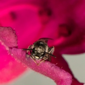 Lasioglossum (Chilalictus) sp. (genus & subgenus) at Macgregor, ACT - 26 May 2021