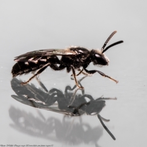 Lasioglossum (Chilalictus) sp. (genus & subgenus) at Macgregor, ACT - 26 May 2021