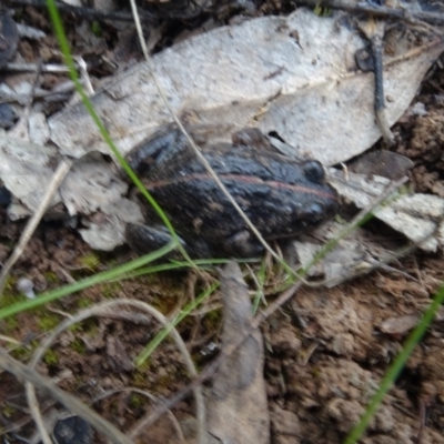 Limnodynastes tasmaniensis (Spotted Grass Frog) at Campbell Park Woodland - 24 May 2021 by AndyRussell