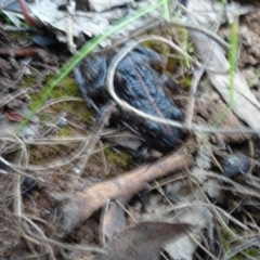 Limnodynastes tasmaniensis at Majura, ACT - 24 May 2021