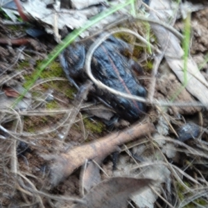 Limnodynastes tasmaniensis at Majura, ACT - 24 May 2021