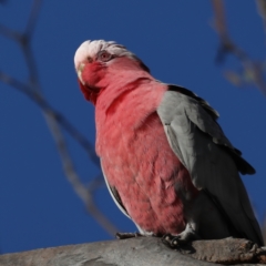 Eolophus roseicapilla (Galah) at Ainslie, ACT - 28 Jul 2020 by jbromilow50