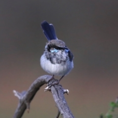 Malurus cyaneus (Superb Fairywren) at Hackett, ACT - 28 Jul 2020 by jbromilow50