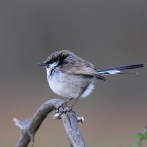 Malurus cyaneus at Hackett, ACT - 28 Jul 2020