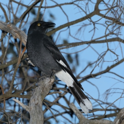 Strepera graculina (Pied Currawong) at Ainslie, ACT - 28 Jul 2020 by jb2602