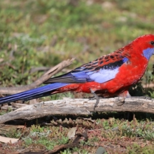 Platycercus elegans at Ainslie, ACT - 28 Jul 2020