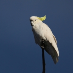 Cacatua galerita (Sulphur-crested Cockatoo) at Ainslie, ACT - 28 Jul 2020 by jb2602