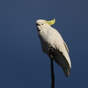 Cacatua galerita at Ainslie, ACT - 28 Jul 2020