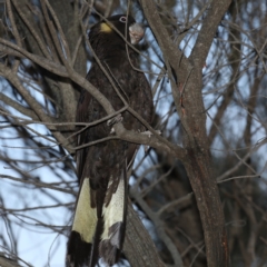 Zanda funerea (Yellow-tailed Black-Cockatoo) at Majura, ACT - 28 Jul 2020 by jbromilow50