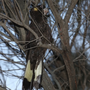 Zanda funerea at Majura, ACT - 28 Jul 2020