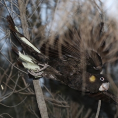 Zanda funerea at Majura, ACT - 28 Jul 2020