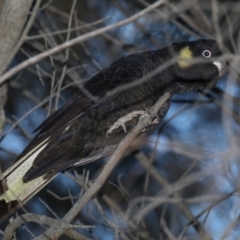 Zanda funerea at Majura, ACT - 28 Jul 2020