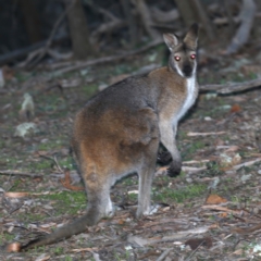Notamacropus rufogriseus (Red-necked Wallaby) at Mount Ainslie - 28 Jul 2020 by jb2602