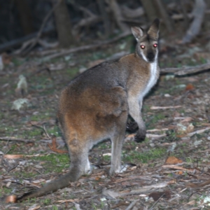 Notamacropus rufogriseus at Majura, ACT - 28 Jul 2020