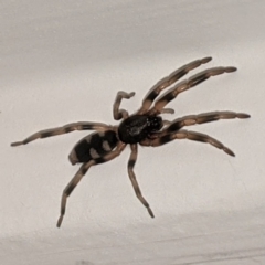 Lampona cylindrata at Kambah, ACT - suppressed