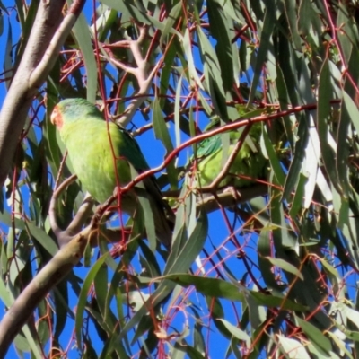 Lathamus discolor (Swift Parrot) at Kambah, ACT - 26 May 2021 by RodDeb