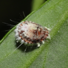 Icerya purchasi at Downer, ACT - 25 May 2021