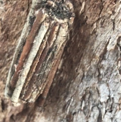 Clania lewinii & similar Casemoths (Parallel stick Case Moths) at Garran, ACT - 21 May 2021 by Tapirlord