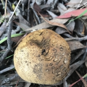 Scleroderma sp. at Garran, ACT - 21 May 2021