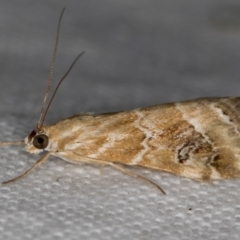 Hellula hydralis (Cabbage Centre Moth) at Melba, ACT - 19 Nov 2020 by Bron