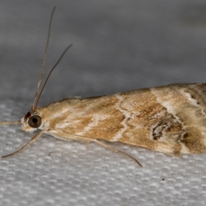 Hellula hydralis at Melba, ACT - 19 Nov 2020 10:45 PM