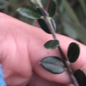 Olea europaea subsp. cuspidata at Hughes, ACT - 21 May 2021