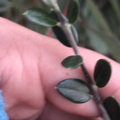 Olea europaea subsp. cuspidata (African Olive) at Hughes, ACT - 21 May 2021 by Tapirlord