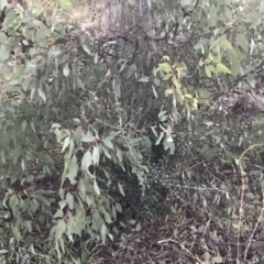 Olea europaea subsp. cuspidata at Hughes, ACT - 21 May 2021 05:06 PM