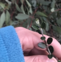 Olea europaea subsp. cuspidata at Hughes, ACT - 21 May 2021