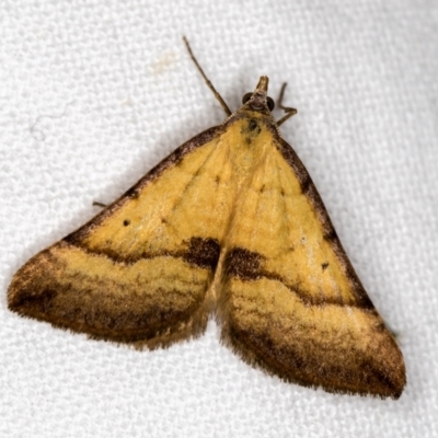 Anachloris subochraria (Golden Grass Carpet (Ennominae)) at Melba, ACT - 19 Nov 2020 by Bron