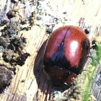Paropsisterna erudita (Erudita leaf beetle) at Hughes, ACT - 21 May 2021 by Tapirlord
