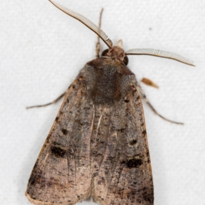 Agrotis porphyricollis (Variable Cutworm) at Melba, ACT - 19 Nov 2020 by Bron