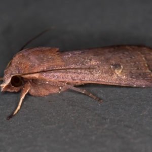 Diarsia intermixta at Melba, ACT - 20 Nov 2020 08:52 PM