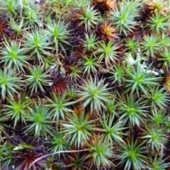 Polytrichaceae sp. (family) (A moss) at Bolaro, NSW - 20 May 2021 by DavidMcKay