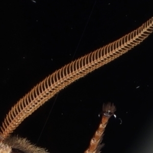 Oxycanus silvanus at Ainslie, ACT - 25 May 2021