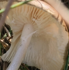 Oudemansiella gigaspora group at Aranda, ACT - 25 May 2021