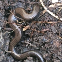 Hemiergis talbingoensis (Eastern Three-toed Earless Skink) at Bruce Ridge to Gossan Hill - 25 May 2021 by NedJohnston