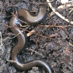 Hemiergis talbingoensis (Three-toed Skink) at Bruce Ridge to Gossan Hill - 25 May 2021 by Ned_Johnston