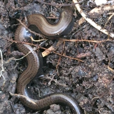 Hemiergis talbingoensis (Three-toed Skink) at Bruce, ACT - 25 May 2021 by Ned_Johnston