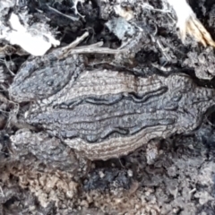 Crinia sp. (genus) (A froglet) at Bruce, ACT - 27 May 2021 by tpreston