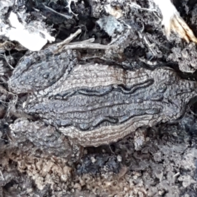 Crinia sp. (genus) (A froglet) at Bruce, ACT - 27 May 2021 by trevorpreston