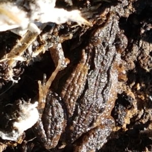 Crinia sp. (genus) at Bruce, ACT - 27 May 2021