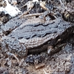 Crinia sp. (genus) at Bruce, ACT - 27 May 2021