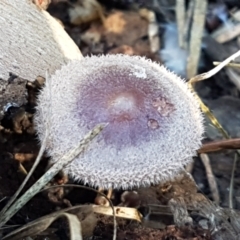 Rhodocollybia 'furry, red-brown' at Bruce, ACT - 27 May 2021 by trevorpreston