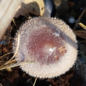 Rhodocollybia 'furry, red-brown' at Bruce, ACT - 27 May 2021