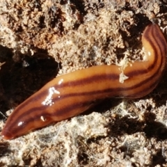 Anzoplana trilineata (A Flatworm) at Bruce Ridge to Gossan Hill - 27 May 2021 by trevorpreston