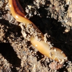 Anzoplana trilineata at Aranda, ACT - 27 May 2021