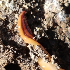 Anzoplana trilineata at Aranda, ACT - 27 May 2021